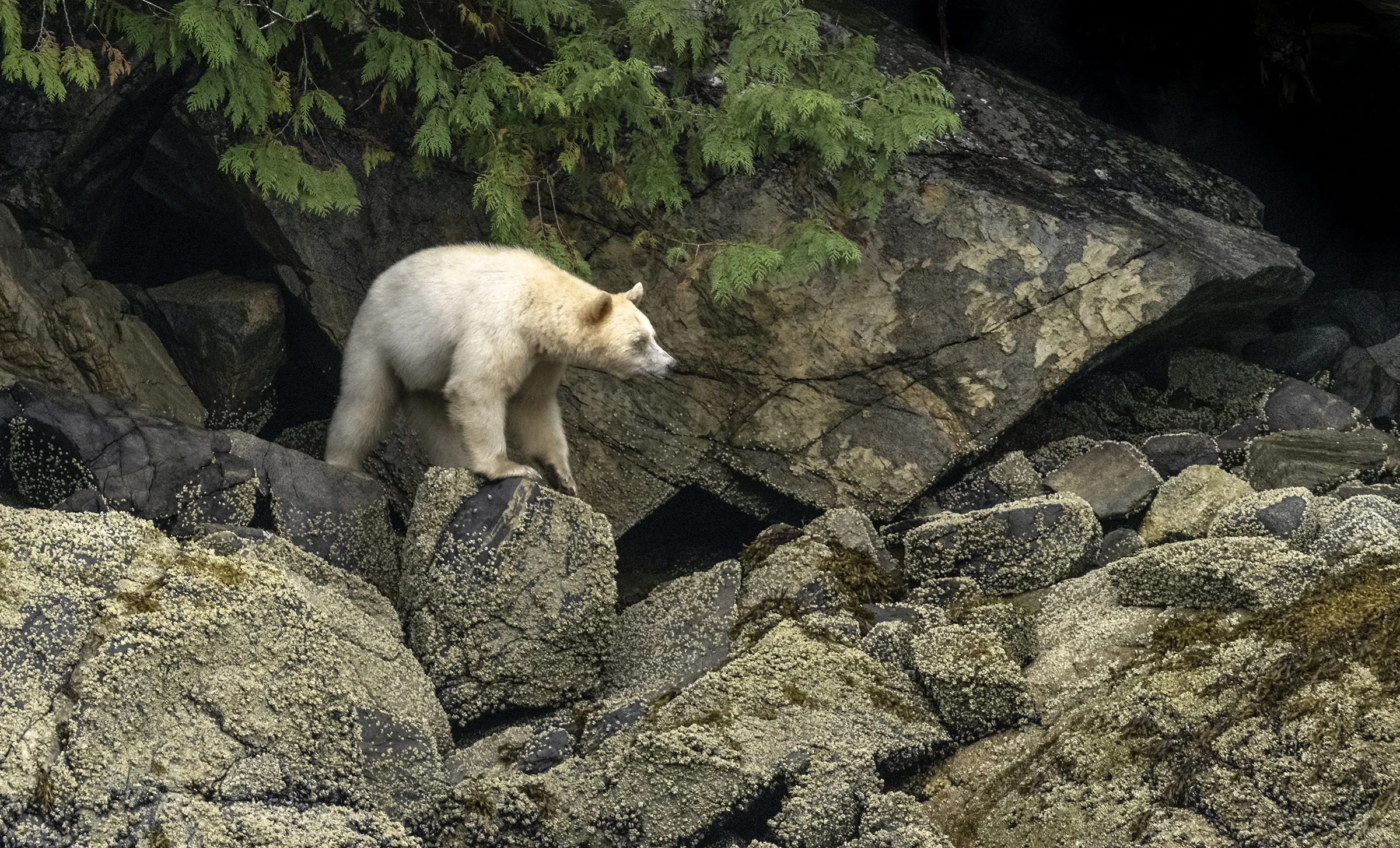 ハーマン　Rainforest Bear グロウラー入り British Columbia's Great Bear Rainforest: Here's Where to Go | Eco
